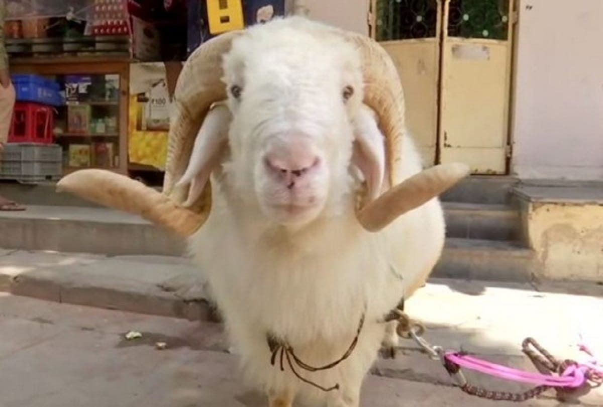 Hyderabad Family is to sacrifice sheep weighing over 130 kilogram for Eid al adha