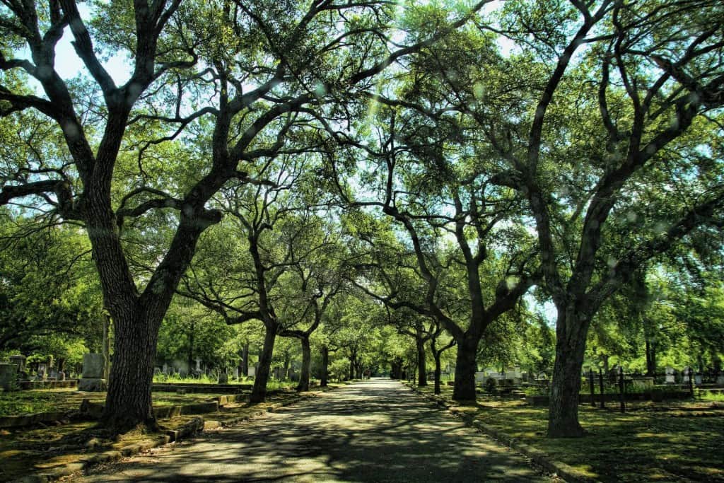 5 most dangerous trees in the world whose poison can kill instant