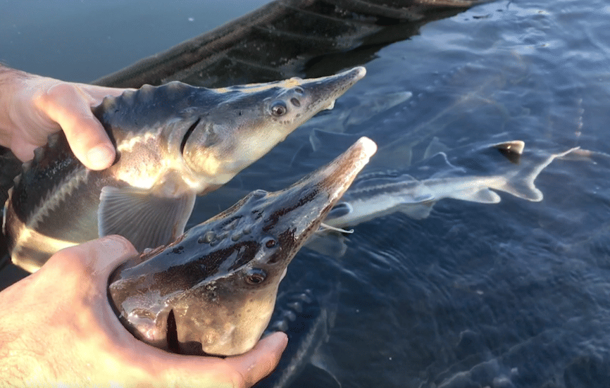sturdlefish new species of fish created by scientists mistake
