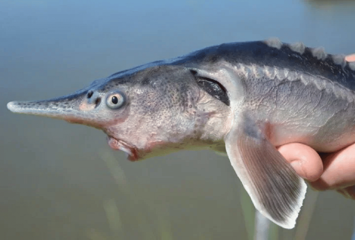 sturdlefish new species of fish created by scientists mistake