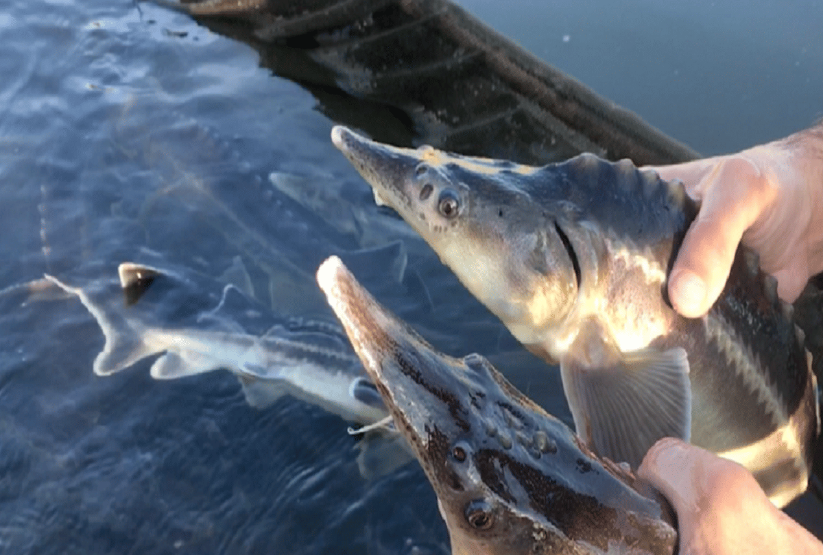 sturdlefish new species of fish created by scientists mistake