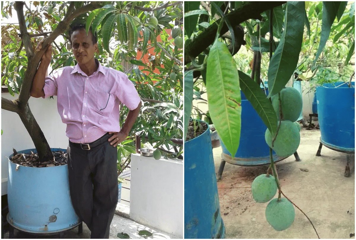 Mango Man grows 40 varieties of mango on terrace