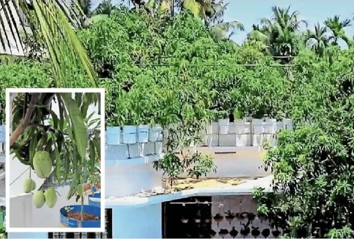 Mango Man grows 40 varieties of mango on terrace