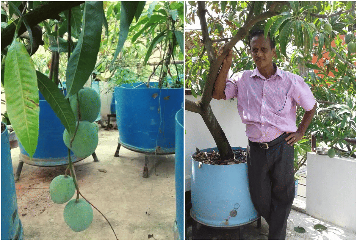 Mango Man grows 40 varieties of mango on terrace