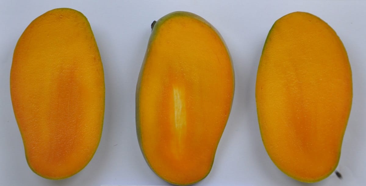 The mango varities of Pusa deepshikha and pusa manohari will delight the American-Europeans