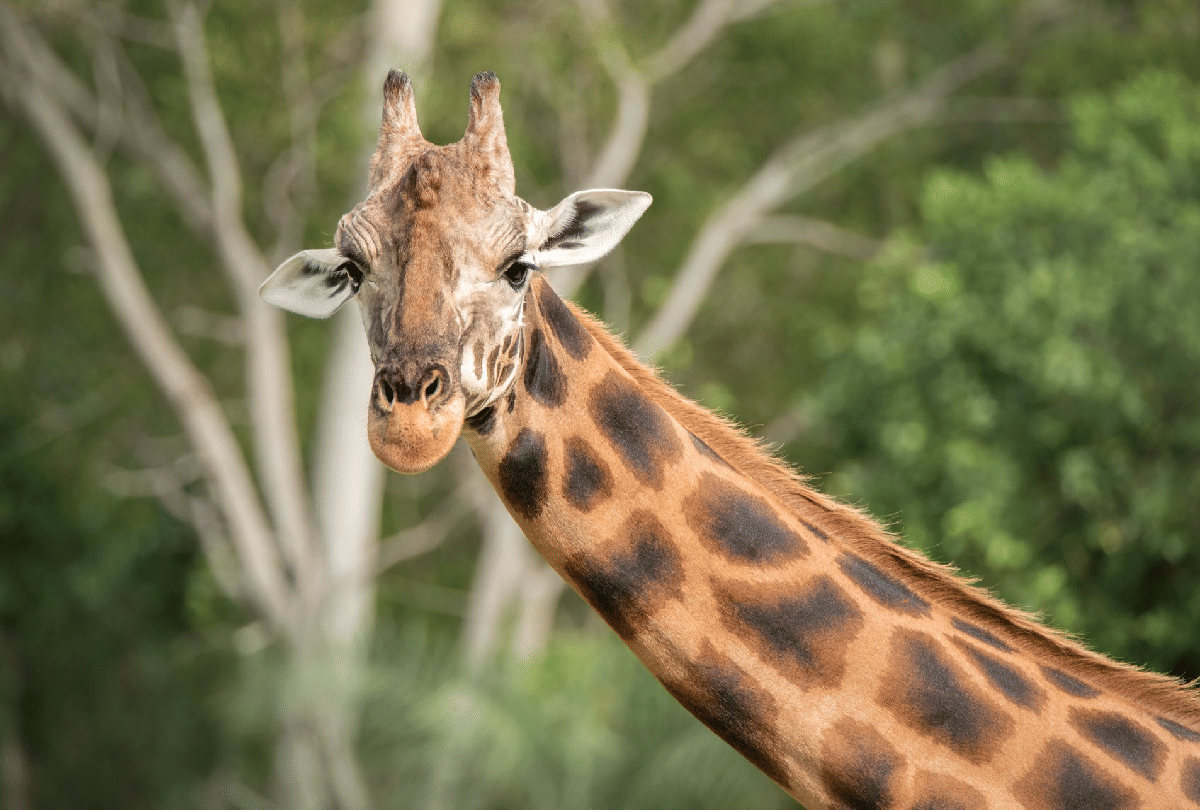 world most tallest giraffe in australia guinness world record