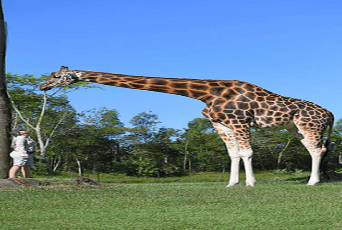 world most tallest giraffe in australia guinness world record