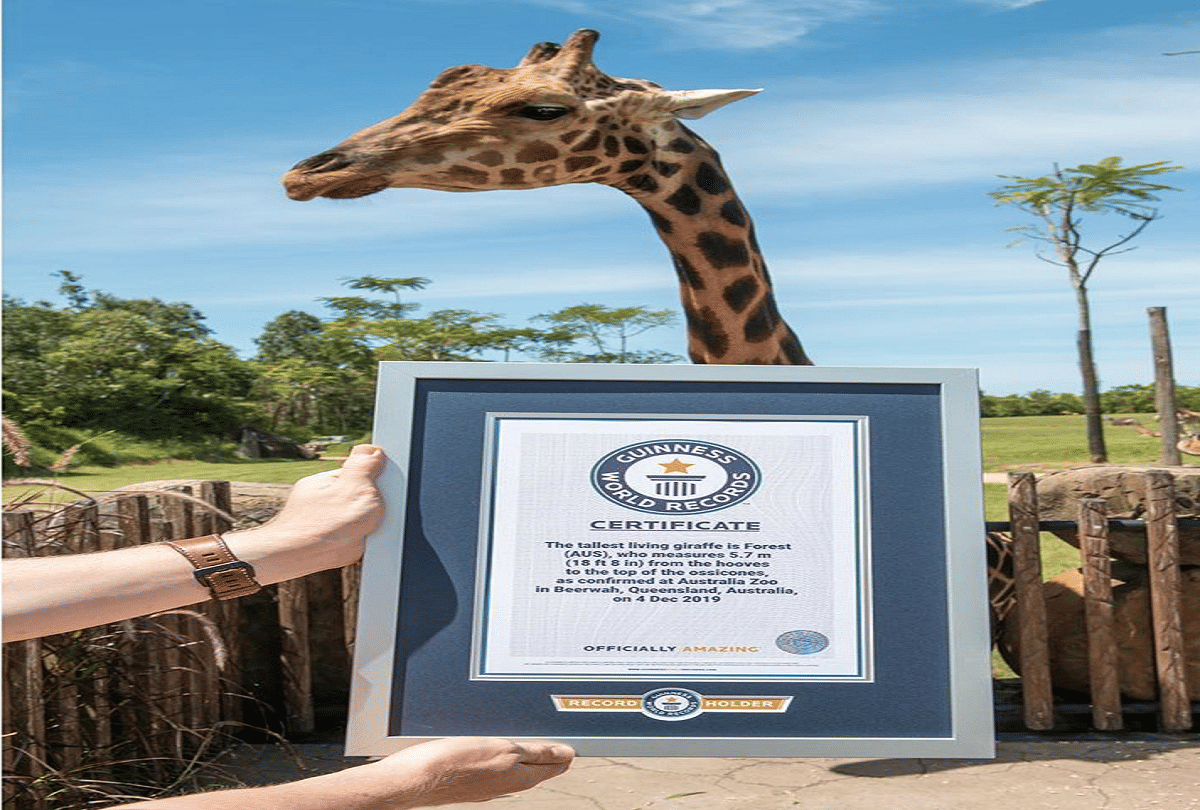 world most tallest giraffe in australia guinness world record