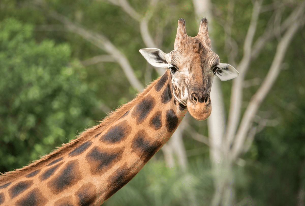 world most tallest giraffe in australia guinness world record