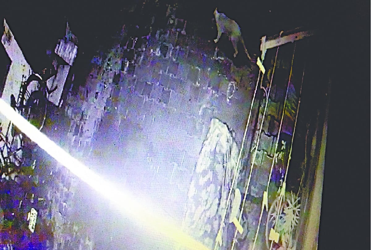 Leopard-like animal seen in Vaishali's CCTV camera, panic