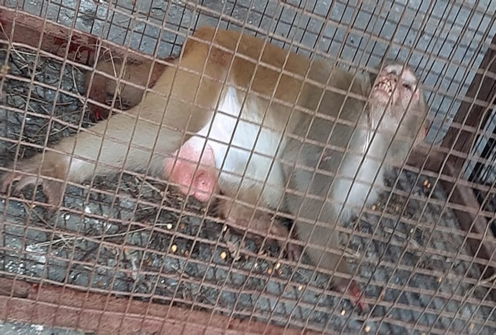 Alpha Monkey caught after two years from Uttarakhand Governor House