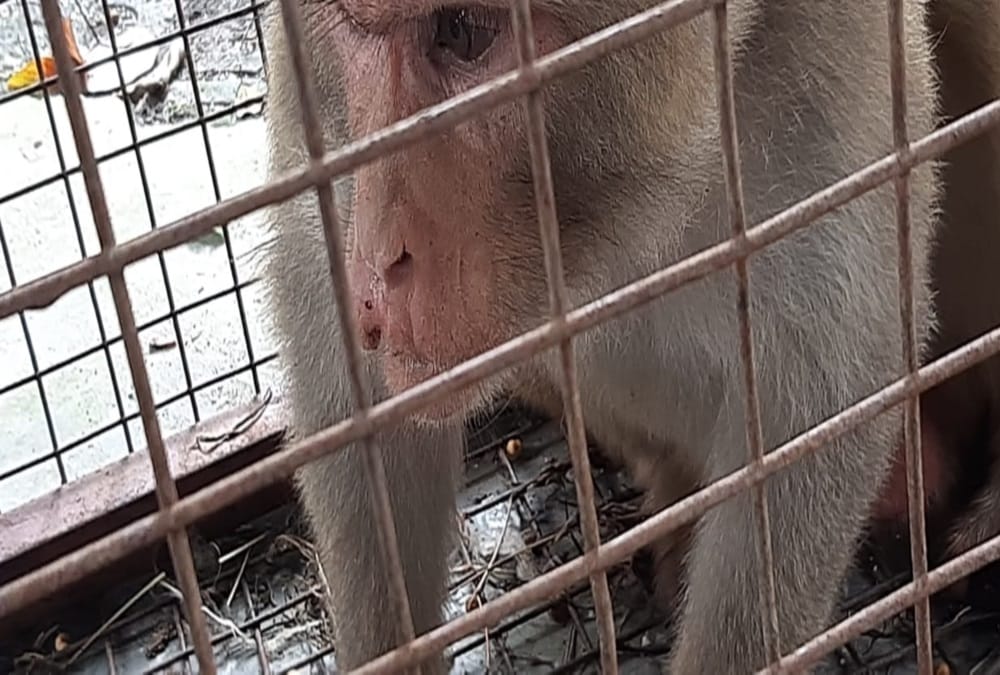 Alpha Monkey caught after two years from Uttarakhand Governor House
