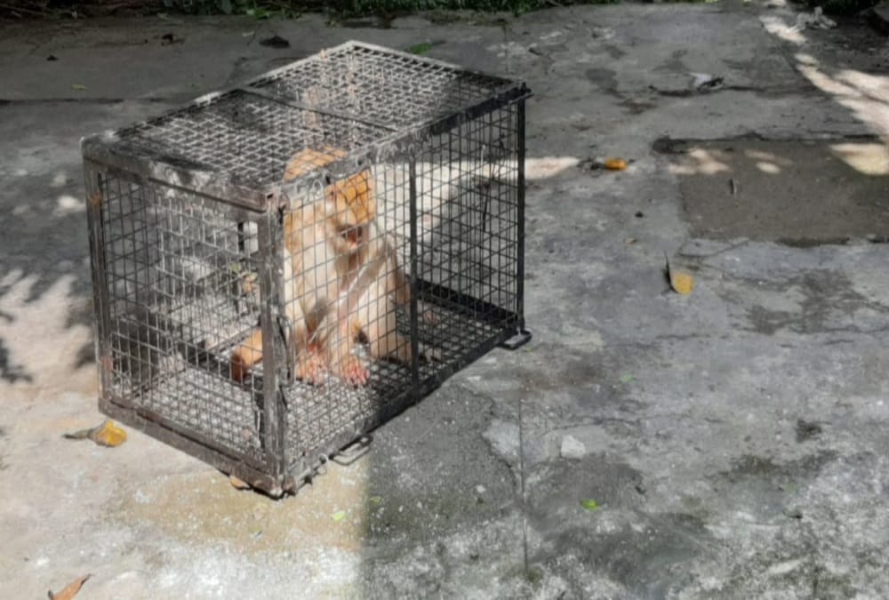 Alpha Monkey caught after two years from Uttarakhand Governor House