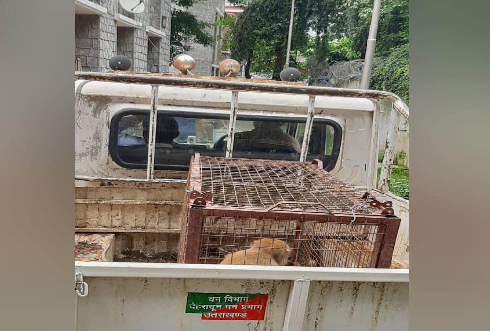 Alpha Monkey caught after two years from Uttarakhand Governor House