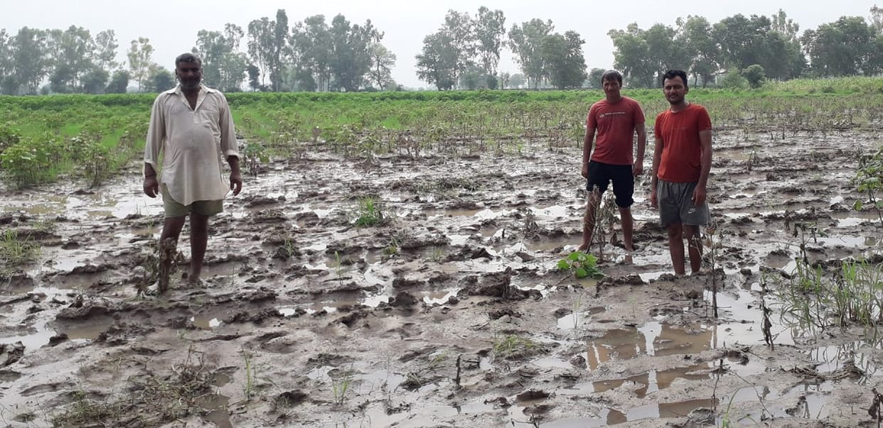 waterlogging in crop, rainfall, farmers, jind