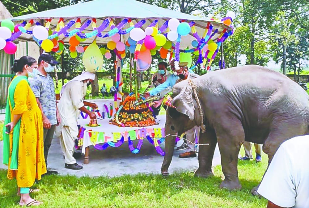 Sawan Baby Elephant will become Corbett National Park Brand Ambassador