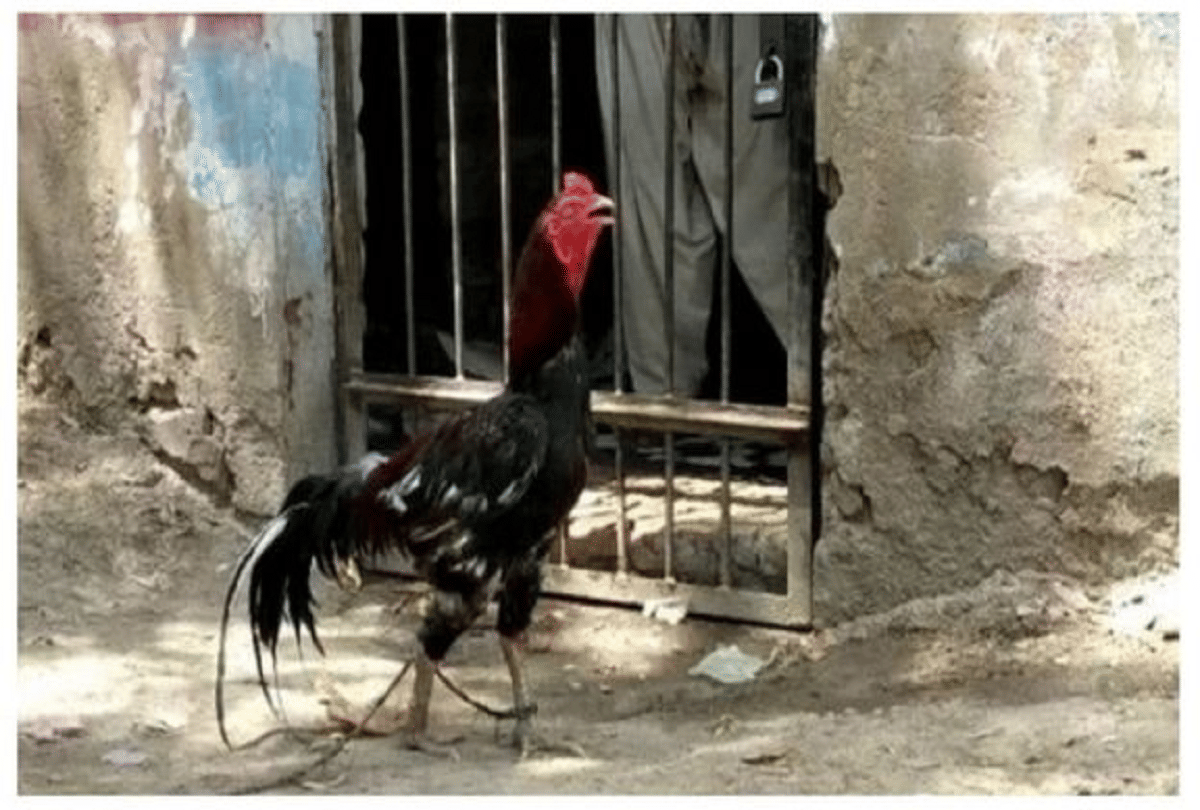 surprising case Pakistan police released cock after eight months