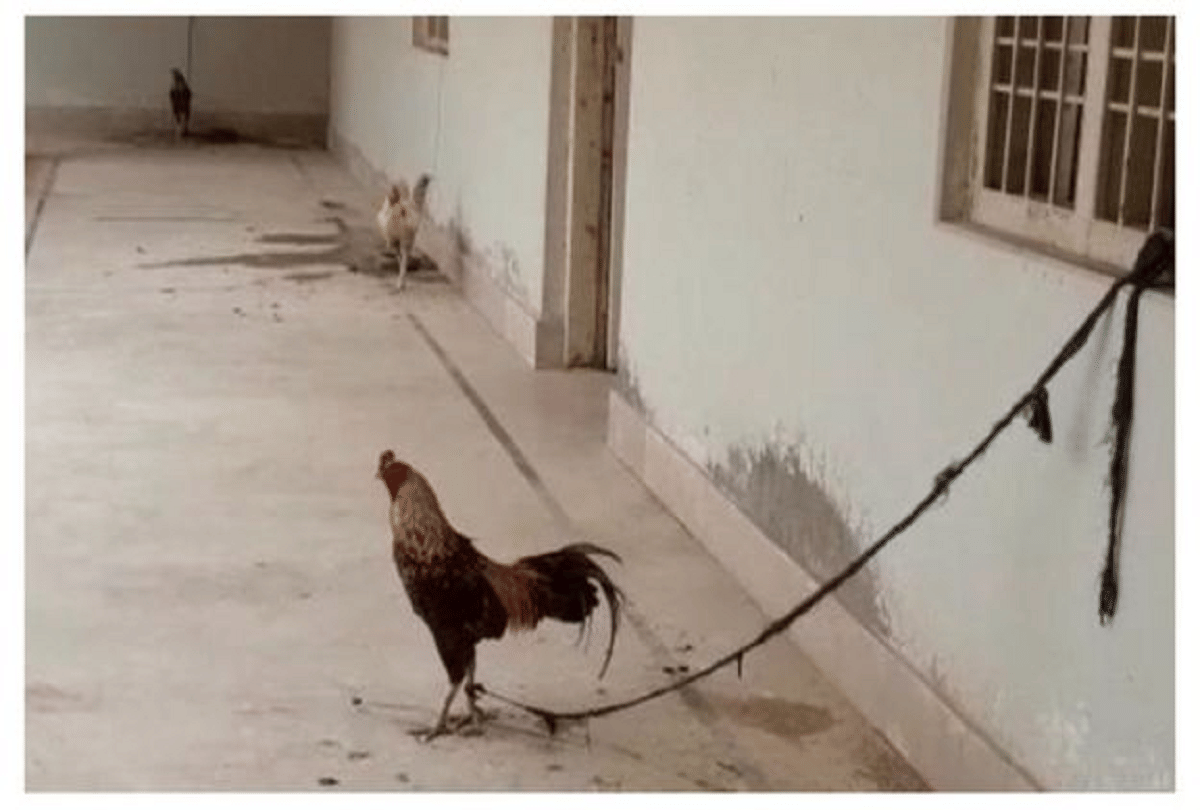 surprising case Pakistan police released cock after eight months