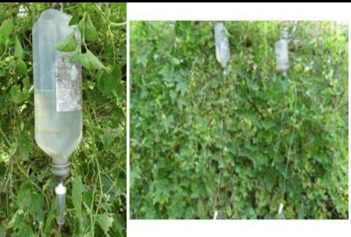 madhya pradesh farmer used waste glucose bottles for new techniques of farming