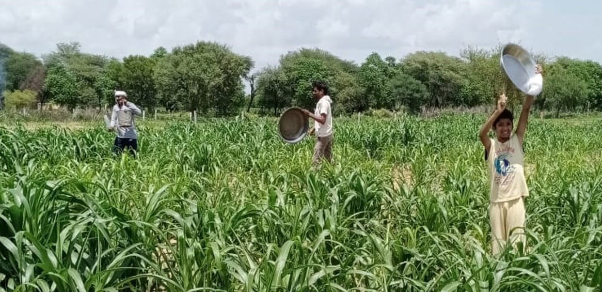bahal area, tiddi dal attack, farmers