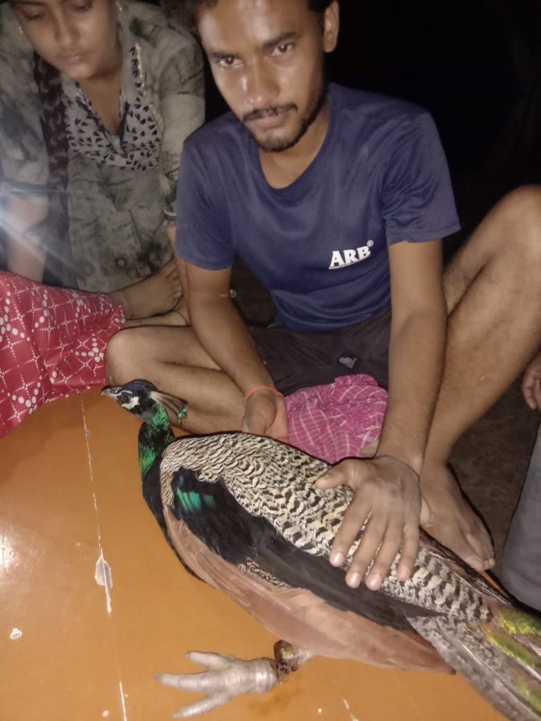 bird