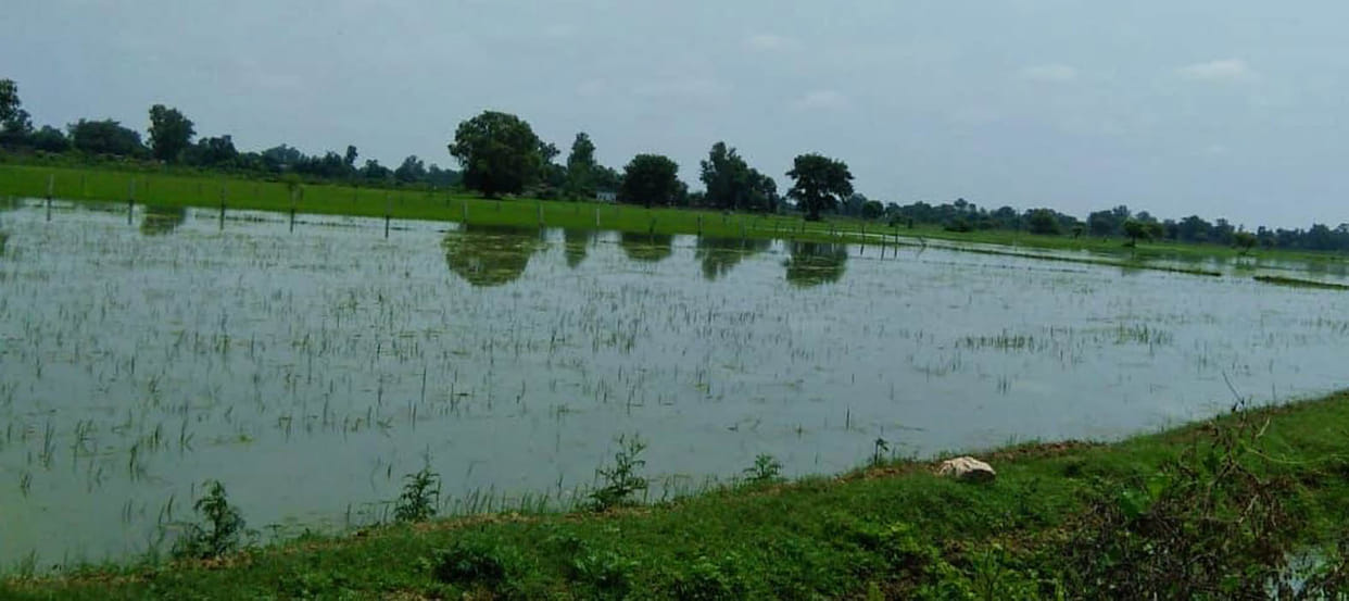 Hundreds of bigha crops submerged due to canal deforestation