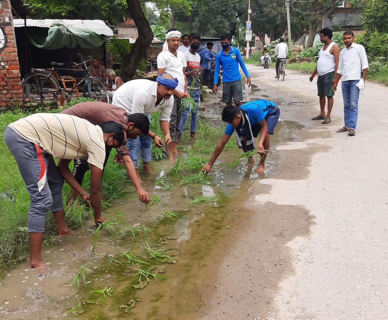 Protests by planting paddy on Amila-Ajmatgarh road