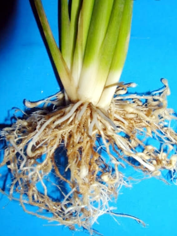 Outbreak of nematode pest visible in paddy crop