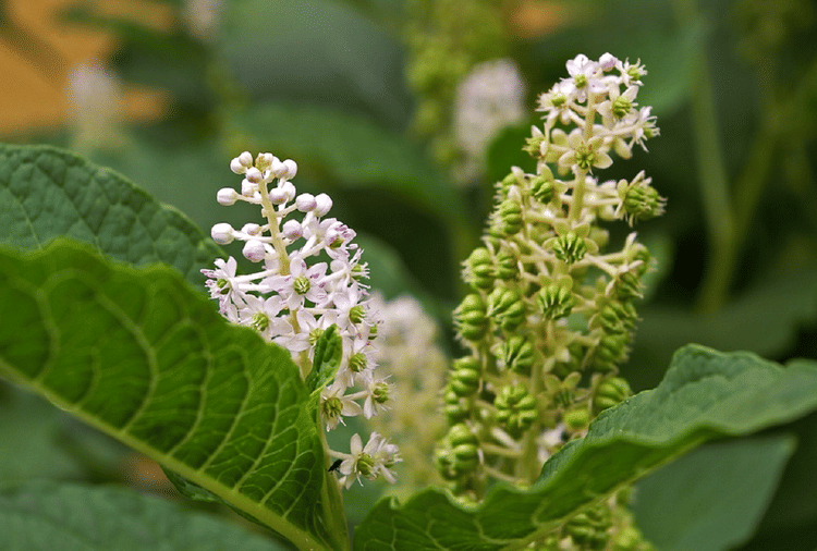 Pokeweed Most Dangerous Vegetables In World That Can Kill You Amar Ujala Hindi News Live