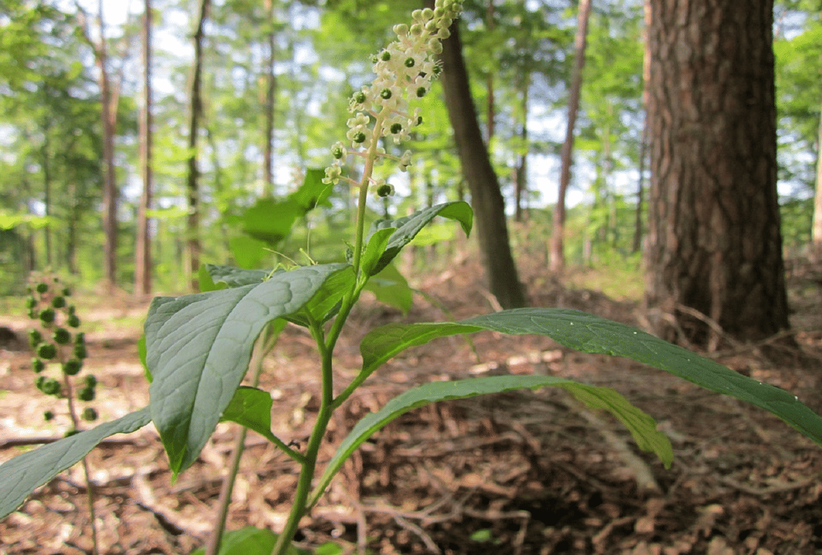 pokeweed most dangerous vegetables in world that can kill you