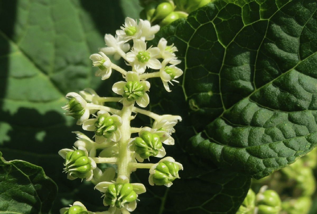 pokeweed most dangerous vegetables in world that can kill you