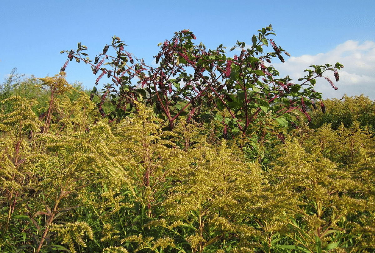 pokeweed most dangerous vegetables in world that can kill you