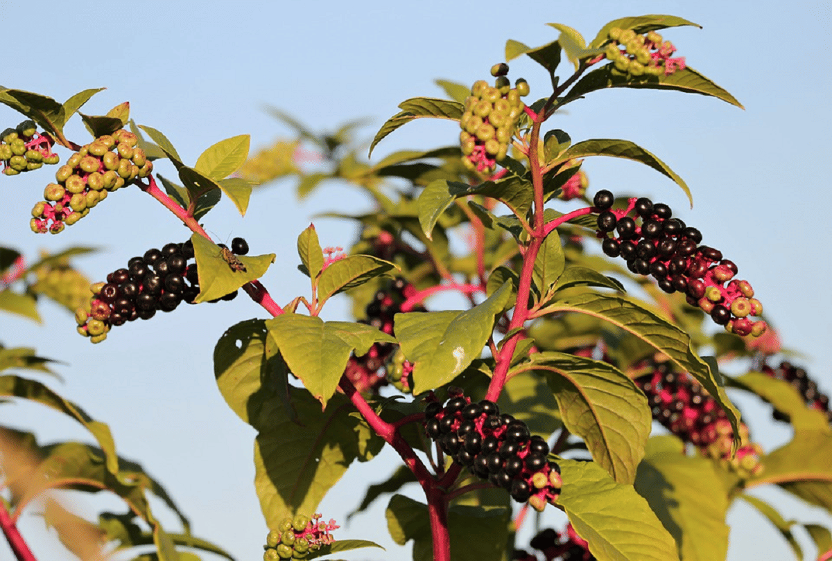 pokeweed most dangerous vegetables in world that can kill you