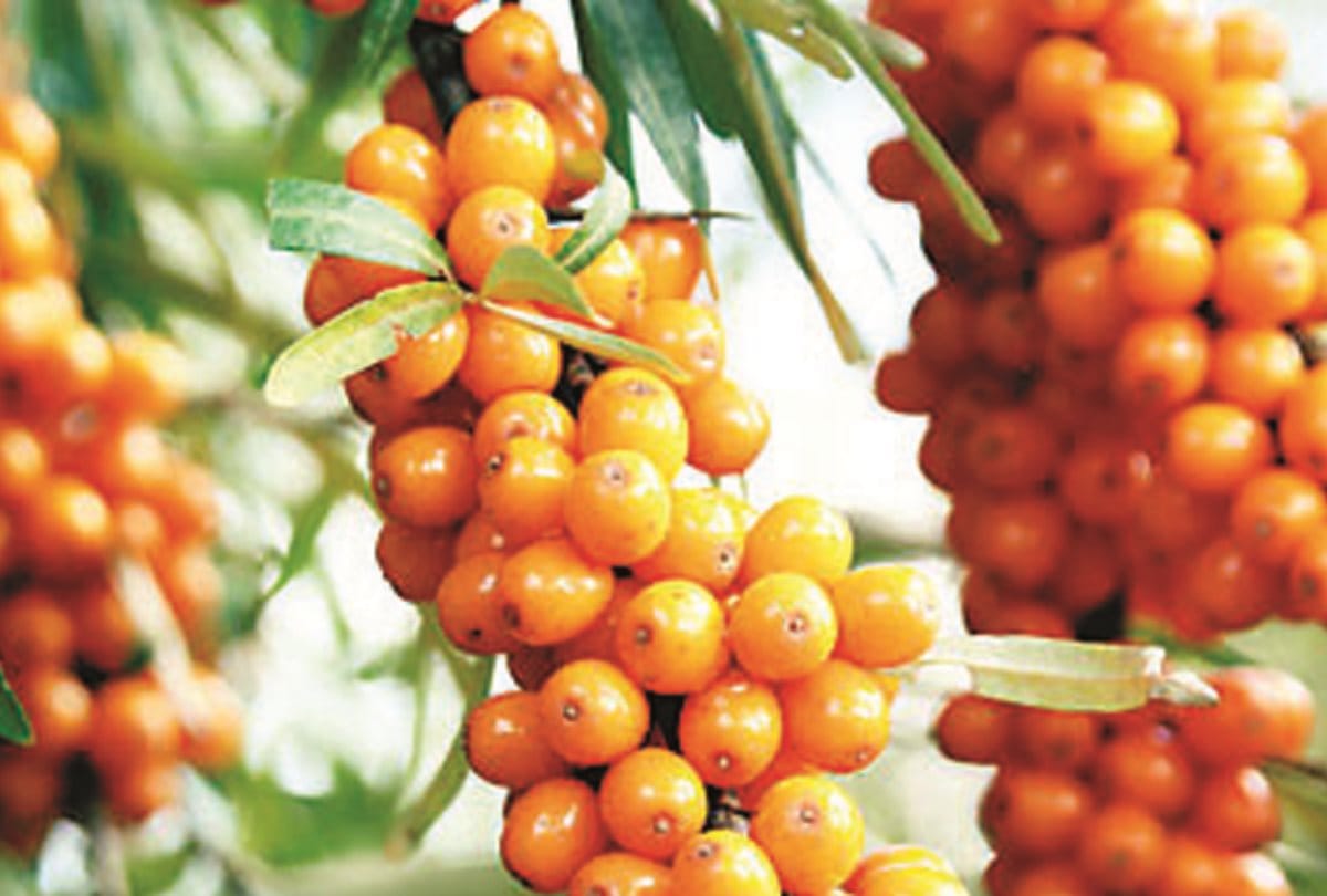Imports of seabuckthorn from China stop, crisis on immunity booster products