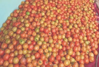 कुल्लू में सेब से भी महंगा हुआ लाल टमाटर, 60 रुपये किलो पहुंचे दाम - Himachal News: Tomato Price 60 Rupee Per Kg In Kullu - Amar Ujala Hindi News Live