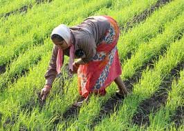 agricultral