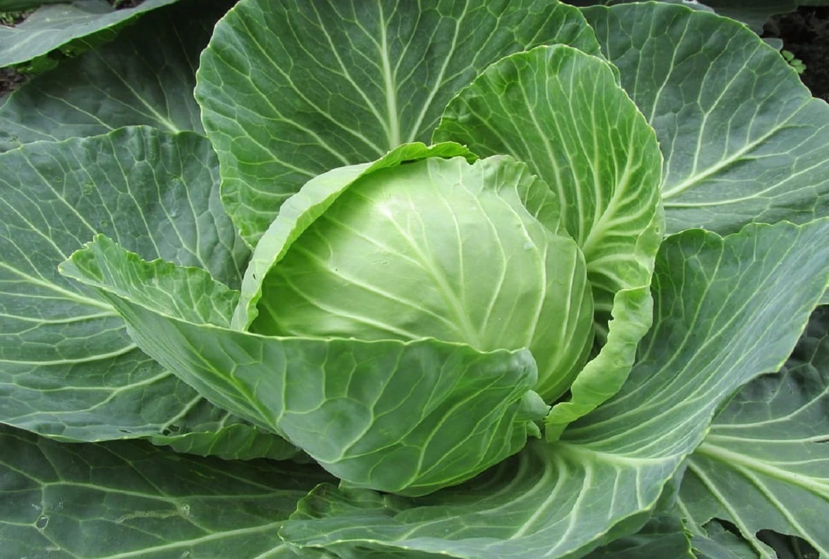 cabbage litti recipe in hindi