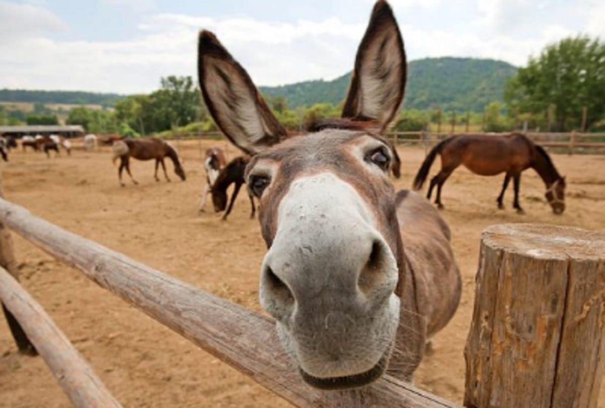 China keen on importing donkeys and dogs from Pakistan