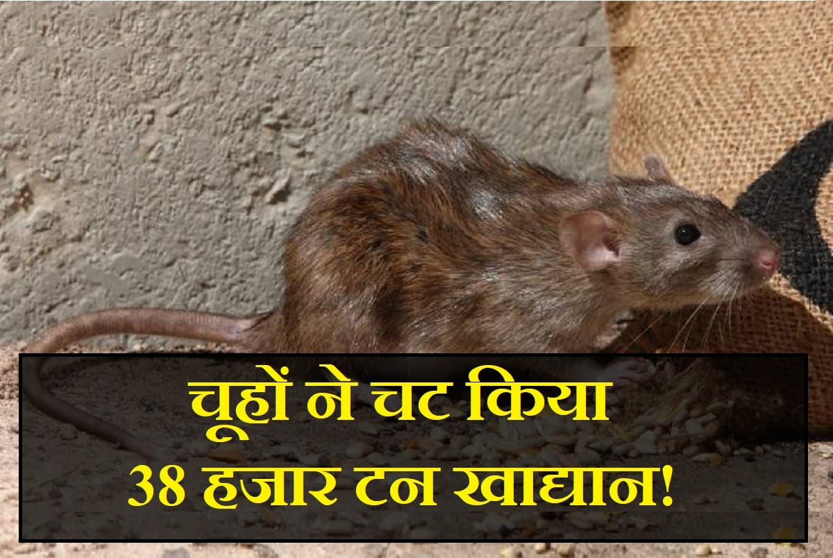 Rats ate 38 thousand tons of food grains of Food corporation of india worth Rs 48 crore in last five years