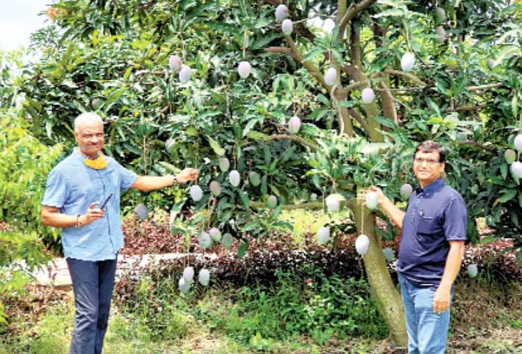 special varieties of mangoes in garden of national award winner SC shukla