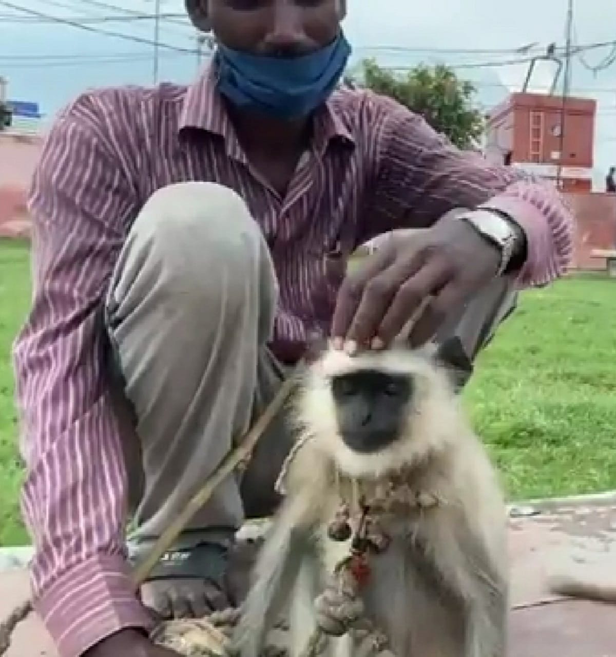 Ram Mandir News: Baboon or Langoor will help PM Modi Security to stay away Monkeys during Bhumi Pujan