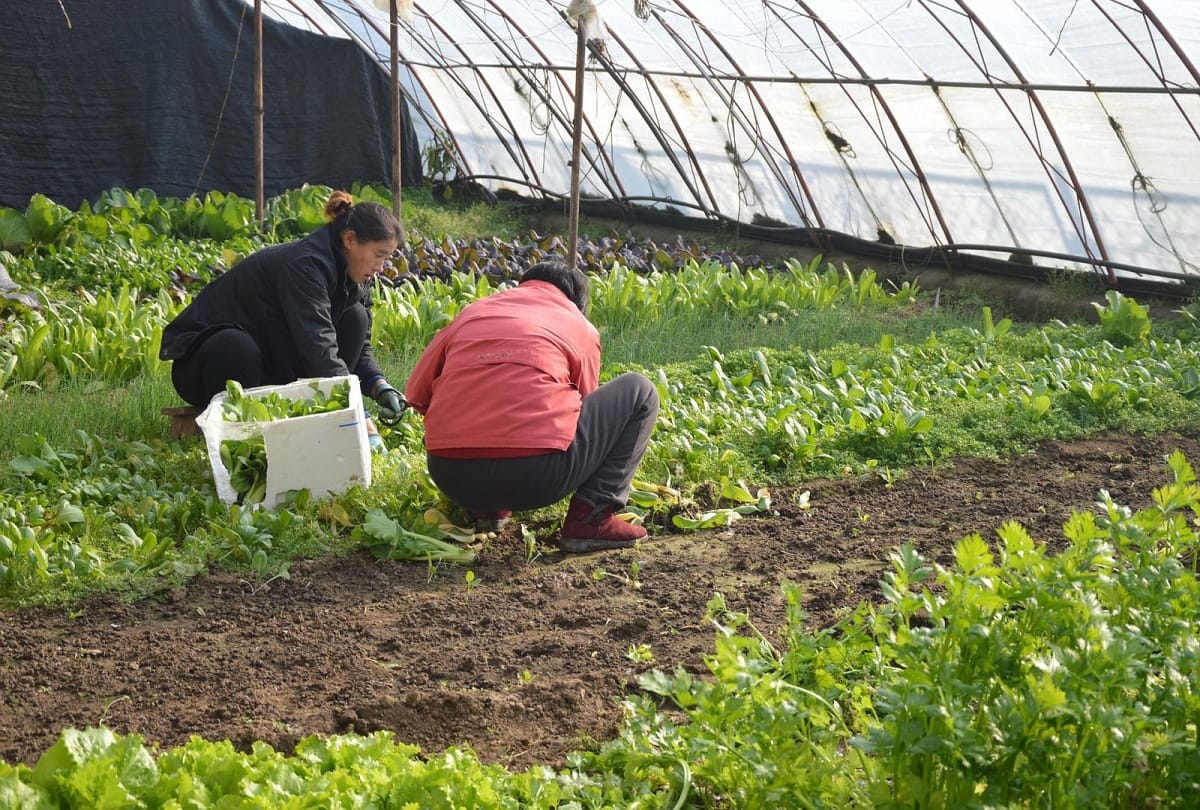 EU proposes the Green deal to cut the use of pesticides in agriculture by half by 2030 but US oppose