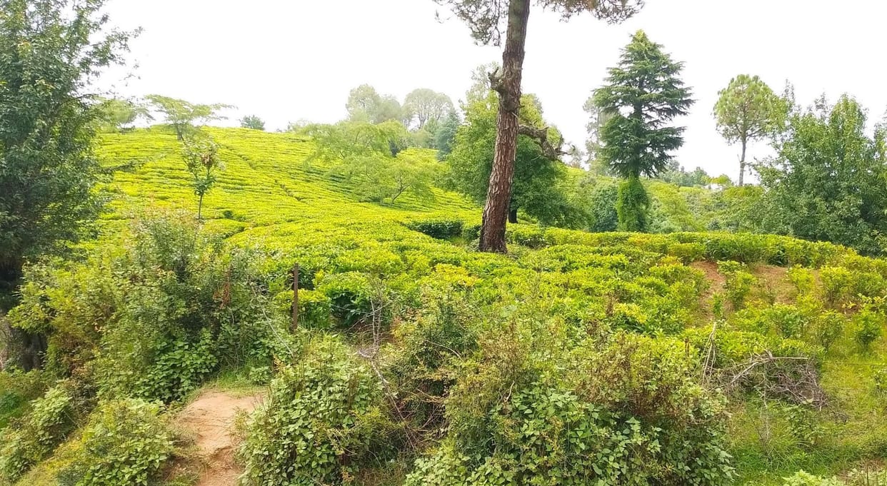 Tea boutique and tea parlor to be built in Silingatak tea garden