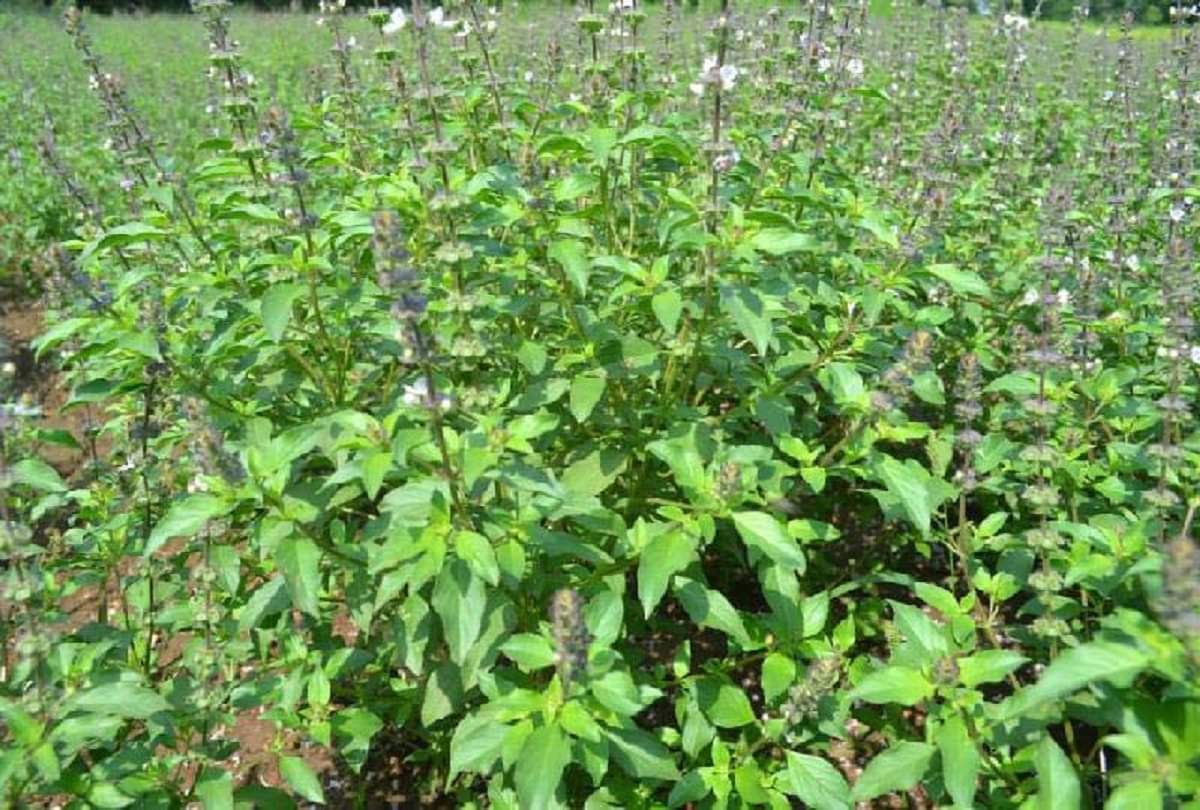 importance of tulsi plant in hindu religion and how happiness and prosperity comes from at home