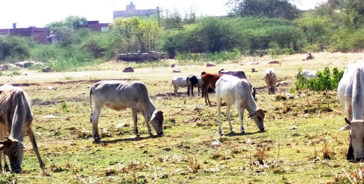 Resentment among farmers due to non-start of operation of Gaushala
