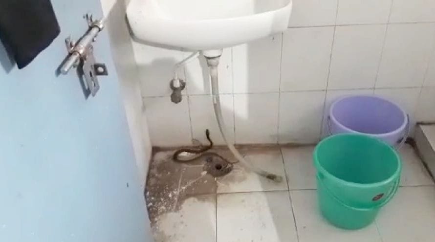 Stunned by snake coming out in Bichhiya Kovid Hospital