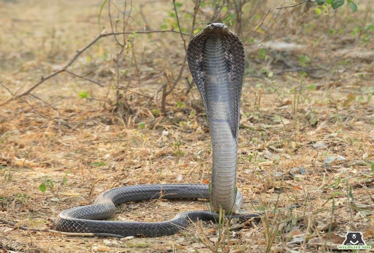 in this village of maharashtra people keep cobra snakes at home