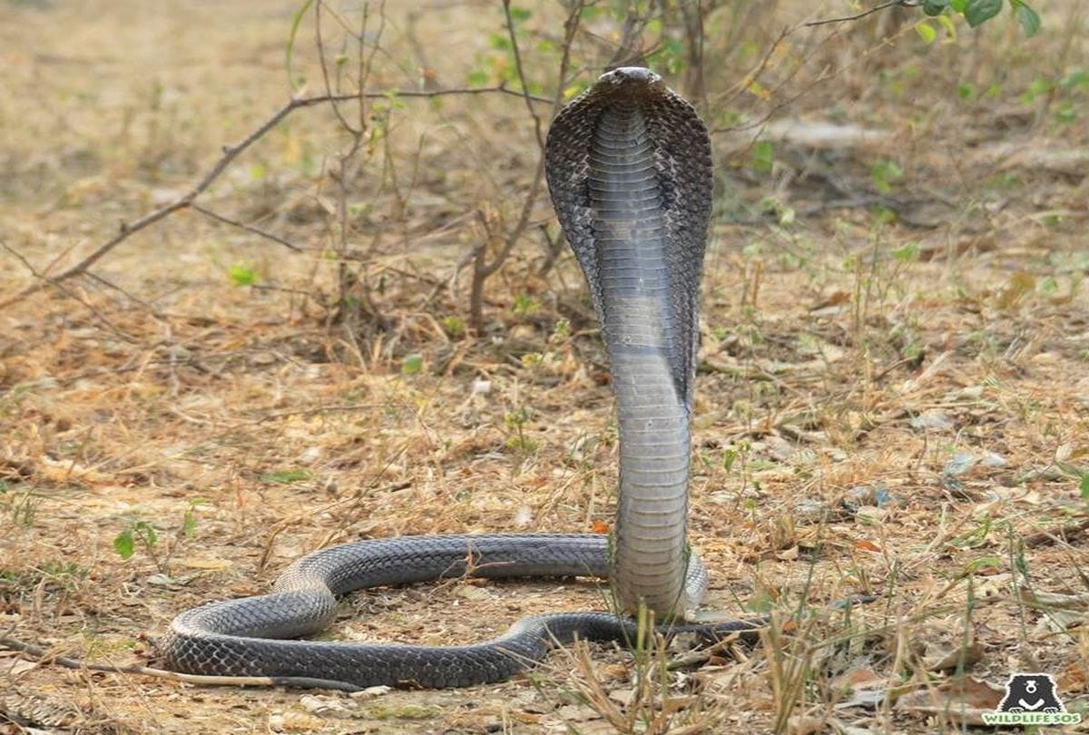 Buddhist monk Viletha Sikata creates refuge for snakes at monastery