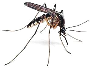 Dengu attack