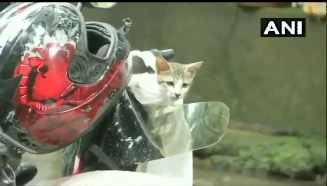 Amidst Mumbai rain a person is rescuing a kitten and taking him to his house